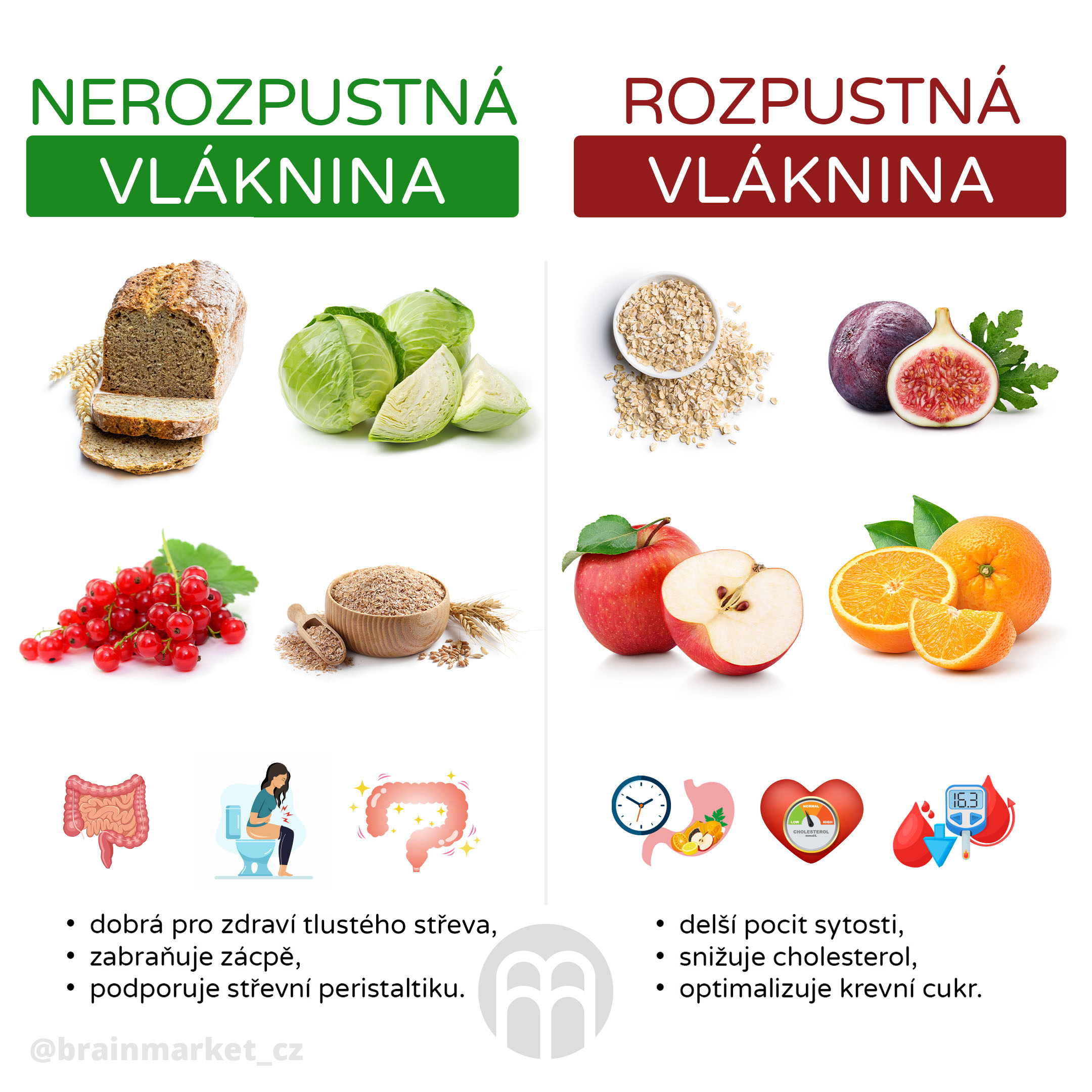 rozpusta_nerozpustna vlaknina_infografika4_cz 